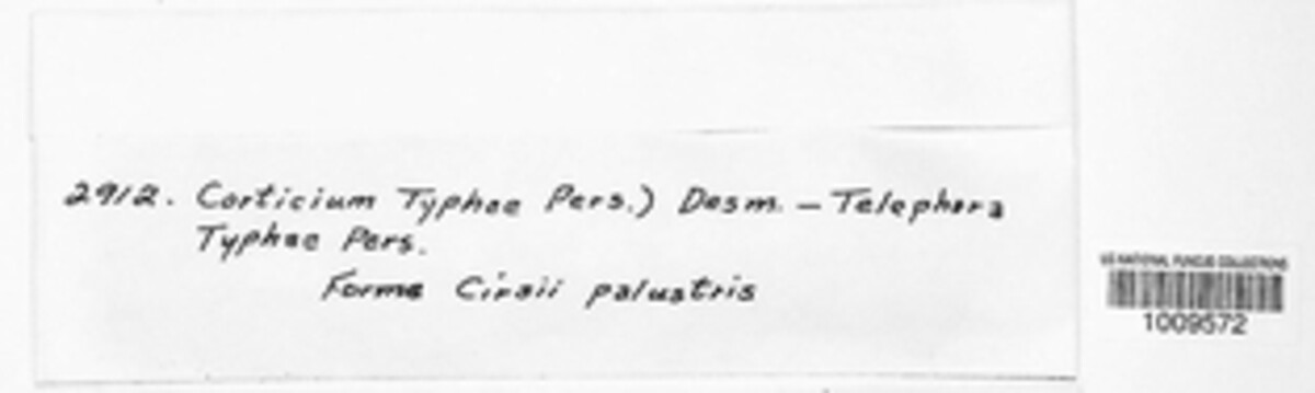 Epithele typhae image